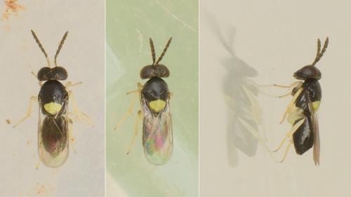 Coccophagus sp.